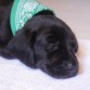 Su primer collar